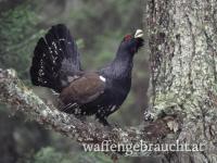 Auerhahnjagd in Bosnien und Herzegowina