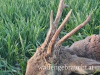 Rehbockjagd  in Ostungarn