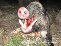 ANSITZJAGD IN KROATIEN 2026