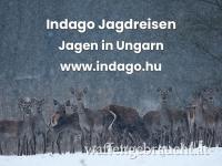 Jagen in Ungarn