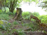 🌲 Geführtes Ausgehrecht für Jungjäger/-innen in der Jagdsaison 2026 🌲