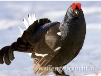 Birkhahn Abschuss 2026