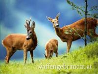 Rehbockjagd in Bosnien und Herzegowina und Serbien