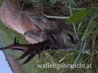 Rehbock Jagd Kroatien 