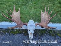 Elchjagd in Belarus (Braslau)