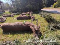 Rehbockjagd in Ungarn Paket, Pauschal oder nach Gr.
