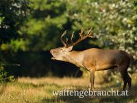 Hirschjagd in Ungarn