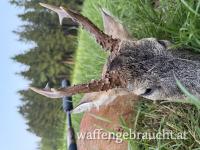 Rehbockjagd in Kroatien