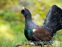 Exklusiver Auerhahnabschuss im Salzburger Lungau