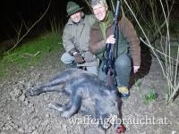 Jagen in Kroatien !  Schwarzwild Abschusspakete - inkl keiler !!
