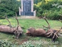 Rothirschjagd in Brunftzeit in Komitat Vas