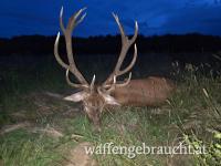 Jagdmöglichkeit in Ungarn