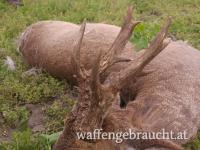 Rehbockjagd in Ungarn