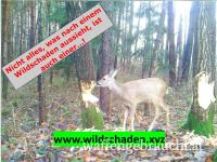 Unterstützung bei Wildschäden, Kommunikation, Jagdpachtung/-verpachtung und mehr