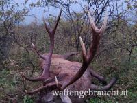 Rothirsch, Damhirschjagd und Muffelwidderjagd in Ungarn in 2026