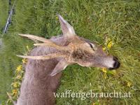 Rehbockjagd in Ungarn