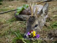 Maibockjagd im Waldviertel