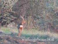 Starker Rehbock
