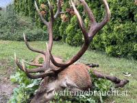Rothirsch, Damhirschjagd in Ungarn in 2026