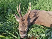 Rehbockjagd in Brunft in Ungarn