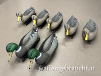 Lockenten (Stockente)