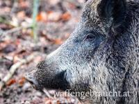Revier im Süd-Burgenland