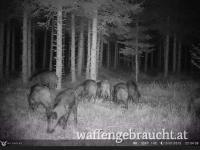 Jagdhelfer gesucht 