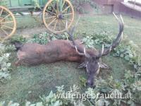 Rothirschjagd in Ungarn bei Szeszard