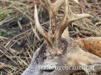 Rehbockjagd in Brunft in Ungarn