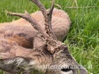 Rehbockjagd in Brunft in Ungarn