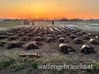 Riegeljagd in SARVAR