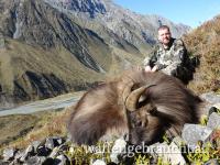 Gebirgsjagd in Neuseeland - auf Tahr, Gams, Rothirsch oder Damschaufler