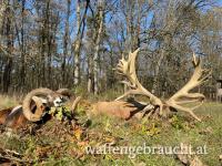 JAGD auf starke/kapitale Trophäen! 