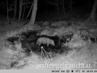 Ausgeher für Jungjäger/in auf  Schwarzwild im Wienerwald