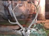Rothirschjagd in Ungarn bei Szekszard