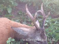 Rehbock und Rothirschjagd in Ungarn bei Szekszard