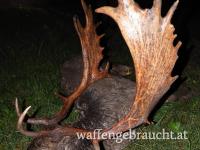 Damhirschjagd in der Slowakei