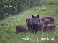 SUCHE Jagdrevier Ausgerecht/Pacht