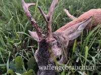Brunftbockjagd im Waldviertel – kurzfristig