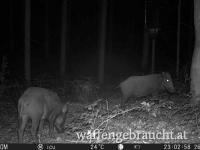 Jagdmöglichkeit auf Schwarzwild