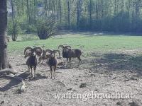 Damwild und Mufflon abzugeben
