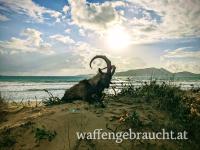 Steinbock (Ibex KriKri) Jagd auf Sapienza - Griechenland   🇬🇷