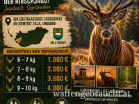 Hirschbrunft in Ungarn