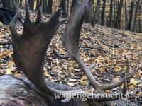Damhirschjagd in Ungarn in 2026 