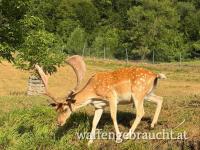 Damhirsch 