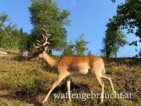 Damhirsch 