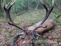 Rothirschjagd in Ungarn