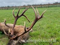 Rothirsch Jagd Grenz Nähe Westungarn