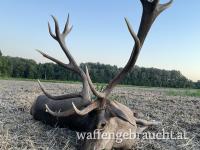 Au-Hirschjagd in Südungarn – exklusive Jagdmöglichkeit auf starke Rothirsche im Donau-Auwald.