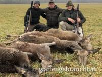 Schwarzwild, Rotwild, Rehwild, Raubwild kombinierte Jagd in Umgebung Balatons&Kis-Balaton